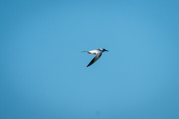 Obraz premium Forster's Tern flying through the sky.