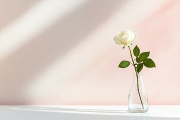 single white rose in clear glass vase centered on plain tabletop against soft white background creates serene and delicate