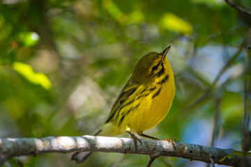 Prairie Warbler on the branch of a tree