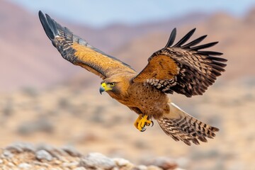 Fototapeta premium A powerful eagle swooping down with its talons extended, about to grab its prey