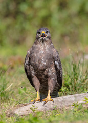 Fototapeta premium Common Buzzard in autumn at a wet forest