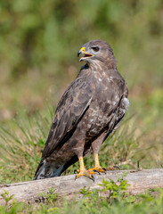 Common Buzzard in autumn at a wet forest