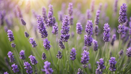 Fototapeta premium Purple lavender flowers with soft focus blurred sunbeam bokeh background