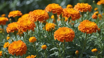 Closeup of orange marigold flowers with an outdoor flower garden background