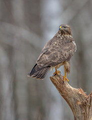 Common Buzzard in winter at a wet forest