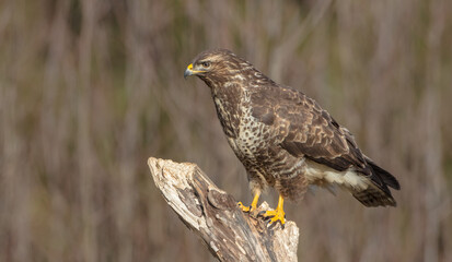 Common Buzzard in winter at a wet forest