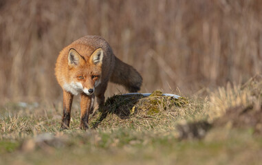 Red fox - in the wet forest in winter