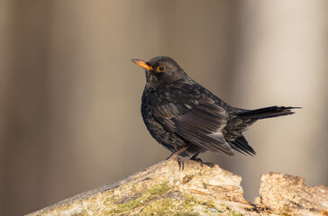 Obraz premium Common blackbird - adult male in winter at a wet forest