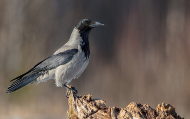 Fototapeta premium Hooded Crow - at the wet forest in early spring