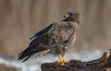 Common Buzzard in winter at a wet forest