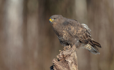 Common Buzzard in winter at a wet forest