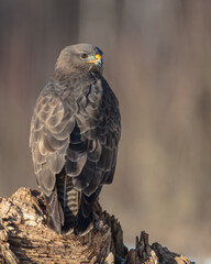 Common Buzzard in winter at a wet forest