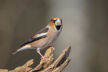 The hawfinch - male in winter at a wet forest