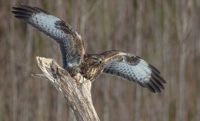 Common Buzzard in winter at a wet forest