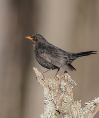 Common blackbird - adult male in winter at a wet forest