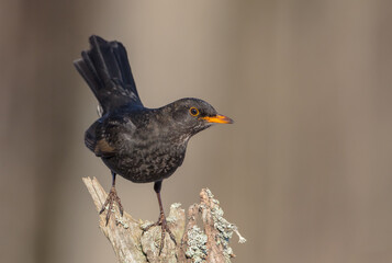 Common blackbird - adult male in winter at a wet forest