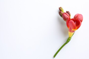 Beautiful red freesia flowers on white background, top view. Space for text