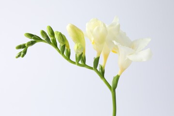 Beautiful freesia flowers on white background, closeup