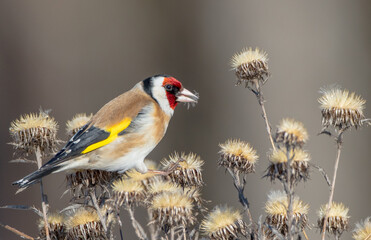 European Goldfinch  feeding in winter 