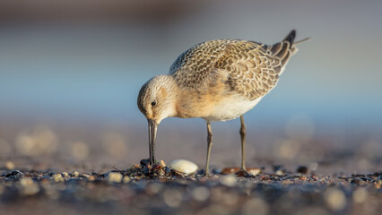 The curlew sandpiper - young bird at a seashore on the autumn migration way