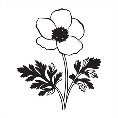 Anemone Flower – Symbol of Elegance and Beauty