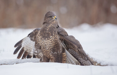 Common Buzzard in winter at a wet forest
