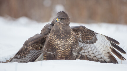Common Buzzard in winter at a wet forest