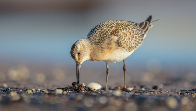 The curlew sandpiper - young bird at a seashore on the autumn migration way