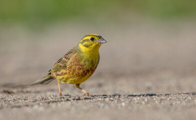 Fototapeta premium Yellowhammer - male in summer