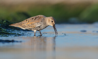 Dunlin - at a seashore on the autumn migration way