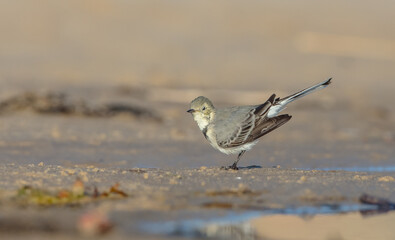 The White Wagtail - adult bird at a seashore on the autumn migration way