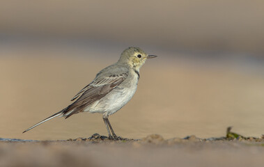 The White Wagtail - adult bird at a seashore on the autumn migration way