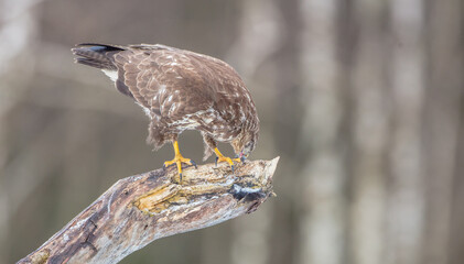Common Buzzard in winter at a wet forest