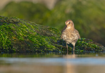 Dunlin - at a seashore on the autumn migration way