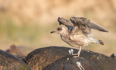 Herring Gull - juvenile bird at the seashore in autumn