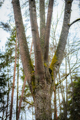 A tall tree with multiple trunks extends toward the sky, covered in rough bark and patches of moss. The surrounding forest and branches create a natural, serene woodland atmosphere.