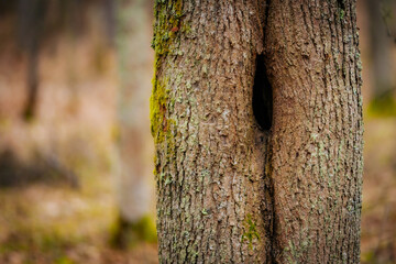 Fototapeta premium A close-up of a tree trunk covered in vibrant green moss, growing around natural holes in the bark. The textured surface contrasts with the blurred forest background, creating a serene woodland scene.
