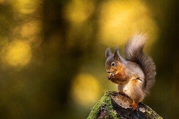 Obraz premium Red squirrel on mossy log in forest.