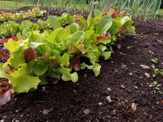 Close up of some mixed salad leaves growing in a vegetable garden in june.