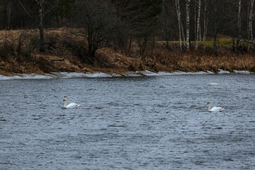 Two elegant white swans glide across a dark, rippling body of water. Their bright feathers contrast with the textured surface, creating a serene and graceful nature scene.