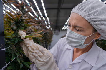 A researcher in a controlled environment inspects cannabis plants for quality assurance and growth...