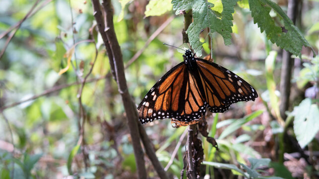 mariposa monarca postrada en &aacute;rbol en bosque de Michoac&aacute;n M&eacute;xico
