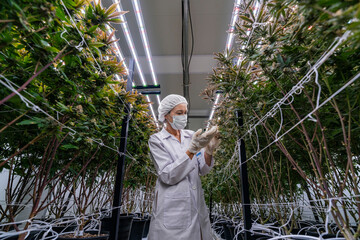 A researcher in a controlled environment inspects cannabis plants for quality assurance and growth...