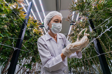 A researcher in a controlled environment inspects cannabis plants for quality assurance and growth...
