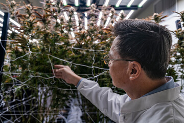 A researcher inspects cannabis plants in a high tech indoor facility, using digital technology for...