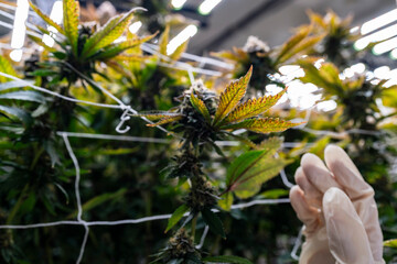 A scientist inspects cannabis plants in a controlled indoor farm for quality assurance and...