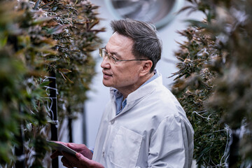 A researcher inspects cannabis plants in a high tech indoor facility, using digital technology for data analysis. Advancements in medical cannabis are shaping the future of sustainable cultivation.