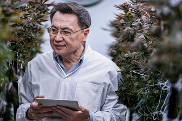 A researcher inspects cannabis plants in a high tech indoor facility, using digital technology for...