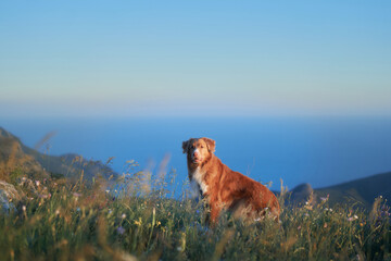 A Nova Scotia Duck Tolling Retriever rests in a golden field under the soft light of the setting sun. The image emphasizes the dog's calm presence and the warmth of the natural surroundings.