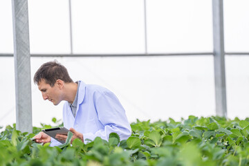 scientist inspects fresh strawberries in a modern greenhouse, ensuring quality and sustainability....